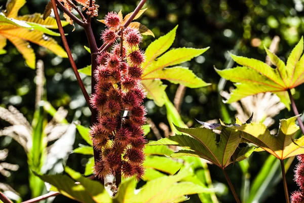 Castor oil plant, Ricinus communis — Stock Photo, Image