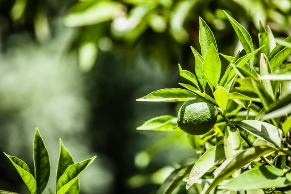 Limon yeşil ağaç üzerinde — Stok fotoğraf