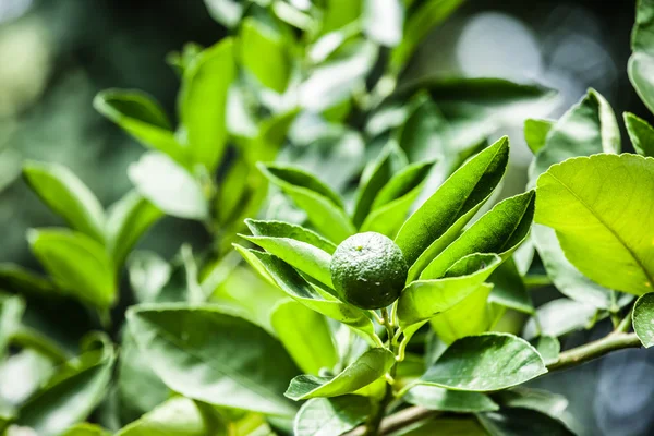 Лимоны на зеленом дереве — стоковое фото