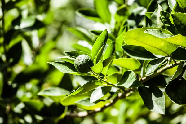 Limon yeşil ağaç üzerinde — Stok fotoğraf