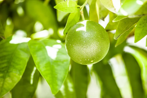 Limones en árbol verde — Foto de Stock