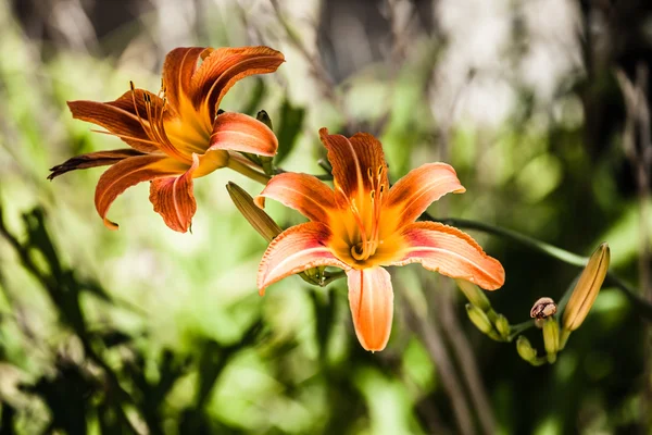 Two orange lily in green background — Stock Photo, Image