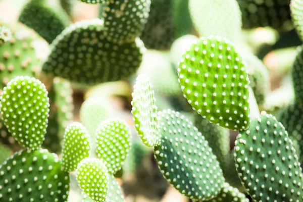 Gros plan de cactus en forme de globe avec de longues épines — Photo