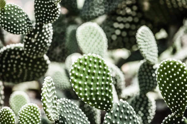 Primer plano de cactus en forma de globo con espinas largas — Foto de Stock
