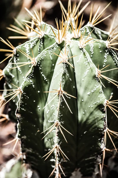 Primer plano de cactus en forma de globo con espinas largas — Foto de Stock