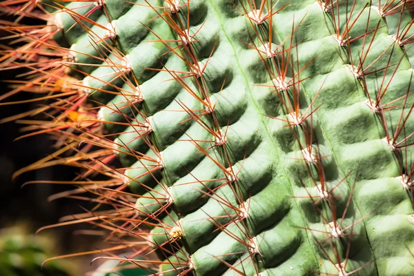 Zbliżenie kaktusa w kształcie kuli ziemskiej z długimi cierniami — Zdjęcie stockowe