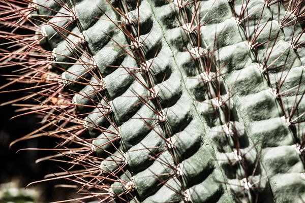 Close up of globe shaped cactus with long thorns — Stock Photo, Image