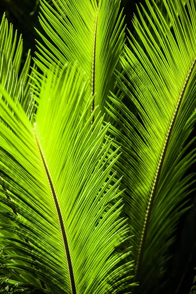 绿色棕榈树树叶作为背景 — 图库照片
