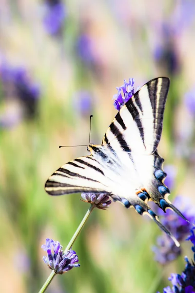 Lavanta bitki içinde oturan içme swallowtail — Stok fotoğraf