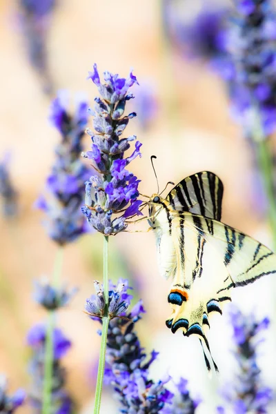 Schwalbenschwanz trinkt in Lavendelpflanze — Stockfoto