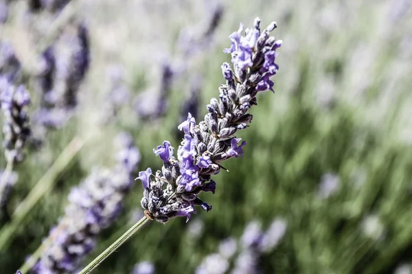 Mooie detail van een Lavendel veld. — Stockfoto