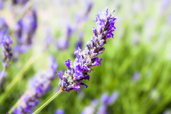 Mooie detail van een Lavendel veld. — Stockfoto