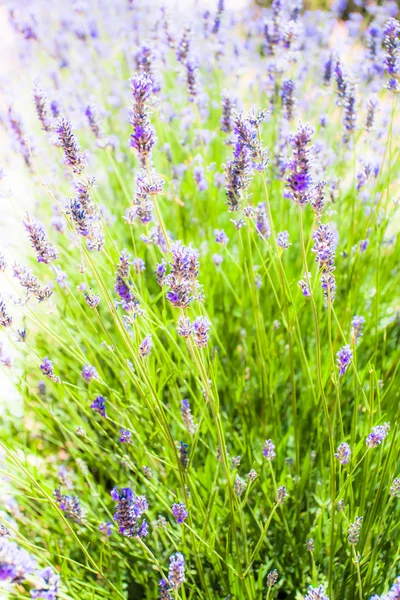 Hermoso detalle de un campo de lavanda . — Foto de Stock