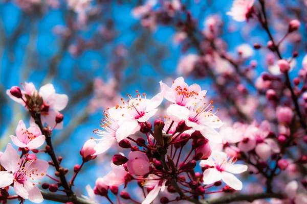 Baharda Japon kiraz çiçeği — Stok fotoğraf