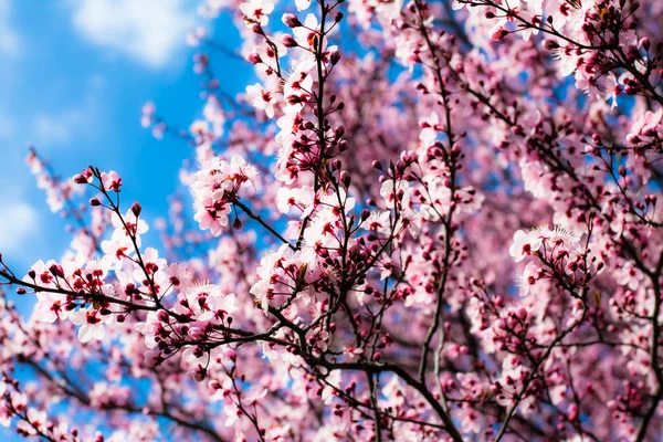 Japanese cherry blossom in spring — Stock Photo, Image