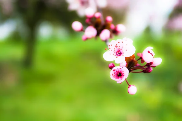 Japonské třešňové květy na jaře — Stock fotografie