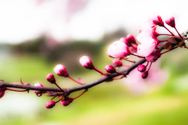 Flor de cerezo japonés en primavera —  Fotos de Stock