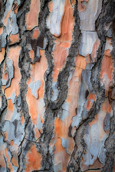 Corteccia di legno come sfondo perfetto — Foto Stock