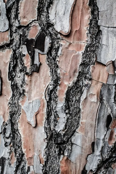 Trä bark som perfekt bakgrund — Stockfoto