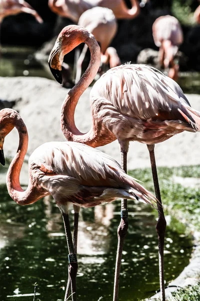 Rosa Flamingoer mot grønn bakgrunn – stockfoto