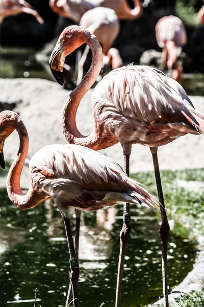 Flamingos cor-de-rosa contra fundo verde — Fotografia de Stock