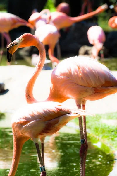 Pinkfarbene Flamingos vor grünem Hintergrund — Stockfoto