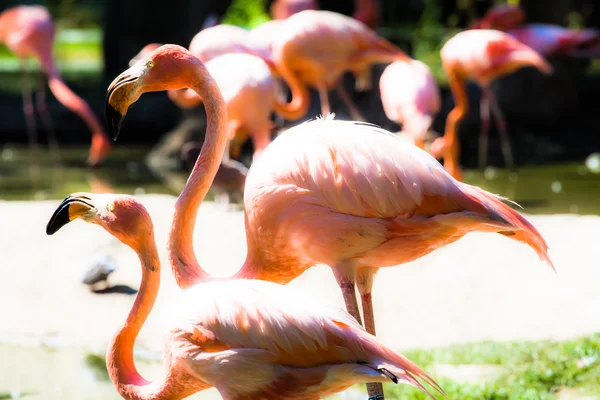 Pinkfarbene Flamingos vor grünem Hintergrund — Stockfoto