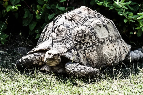 Портрет Галапагосских черепах, которые едят траву — стоковое фото