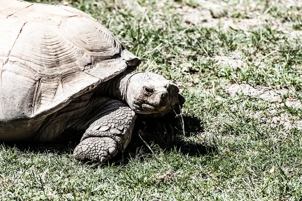 Portret galapagos schildpadden die eet een gras — Stockfoto