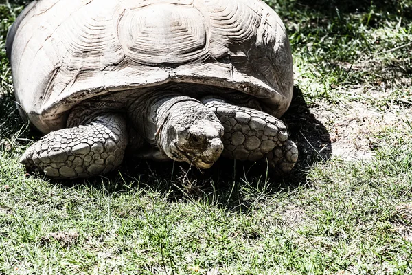 肖像画のガラパゴス カメを草を食べる — ストック写真