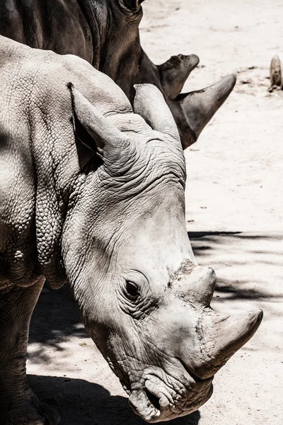 Portrait of a black (hooked-lipped) rhinoceros (Diceros bicornis), South Africa — Stock Photo, Image