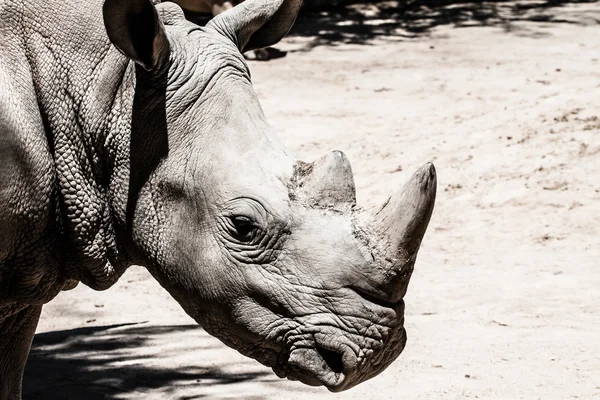 Portret van een zwarte (verslaafd-lipped) neushoorn (diceros bicornis), Zuid-Afrika — Stockfoto