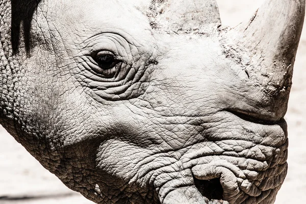 Portrait of a black (hooked-lipped) rhinoceros (Diceros bicornis), South Africa — Stock Photo, Image