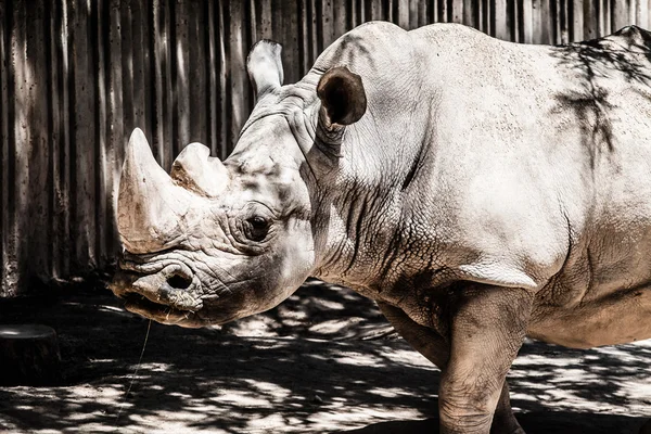 Portrait of a black (hooked-lipped) rhinoceros (Diceros bicornis), South Africa — Stock Photo, Image