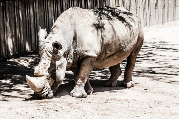 Portrait d'un rhinocéros noir (Diceros bicornis), Afrique du Sud — Photo