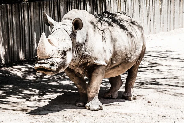 Portrait of a black (hooked-lipped) rhinoceros (Diceros bicornis), South Africa — Stock Photo, Image