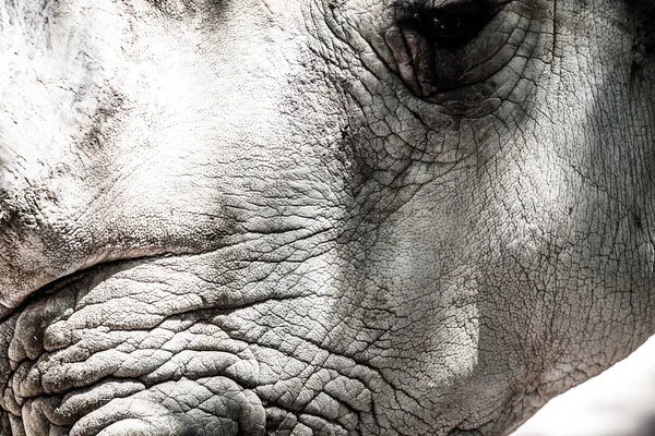 Portrait of a black (hooked-lipped) rhinoceros (Diceros bicornis), South Africa — Stock Photo, Image