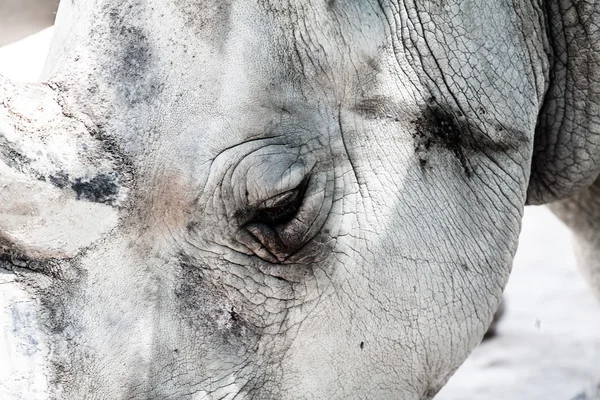 Porträtt av en svart (hooked-lipped) noshörning (diceros bicornis), Sydafrika — Stockfoto