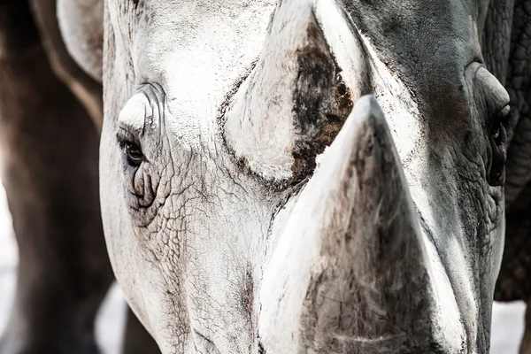 Portrait of a black (hooked-lipped) rhinoceros (Diceros bicornis), South Africa — Stock Photo, Image