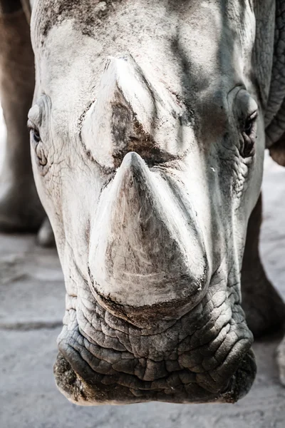 Portrait of a black (hooked-lipped) rhinoceros (Diceros bicornis), South Africa — Stock Photo, Image