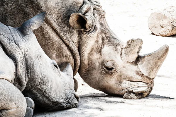 Portret van een zwarte (verslaafd-lipped) neushoorn (diceros bicornis), Zuid-Afrika — Stockfoto