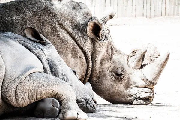 Portrait d'un rhinocéros noir (Diceros bicornis), Afrique du Sud — Photo