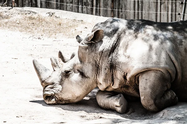 Portrait d'un rhinocéros noir (Diceros bicornis), Afrique du Sud — Photo