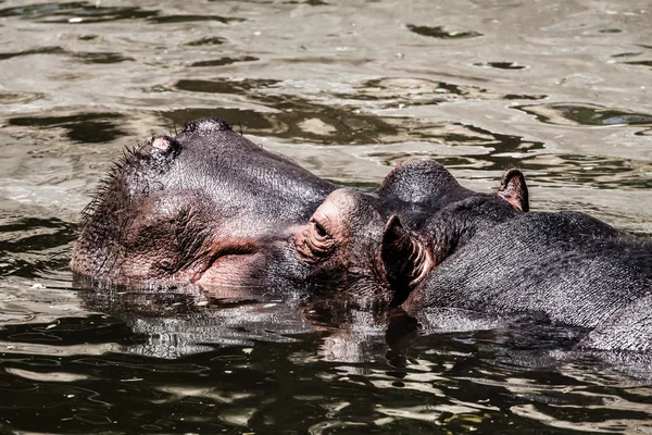 Гіпопопотам (гіпопотам амфібія ), — стокове фото