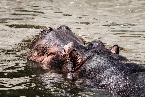 El hipopótamo (Hippopotamus amphibius ), —  Fotos de Stock