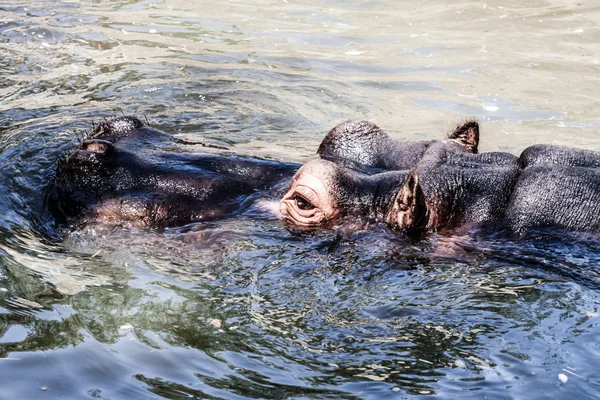 El hipopótamo (Hippopotamus amphibius ), — Foto de Stock
