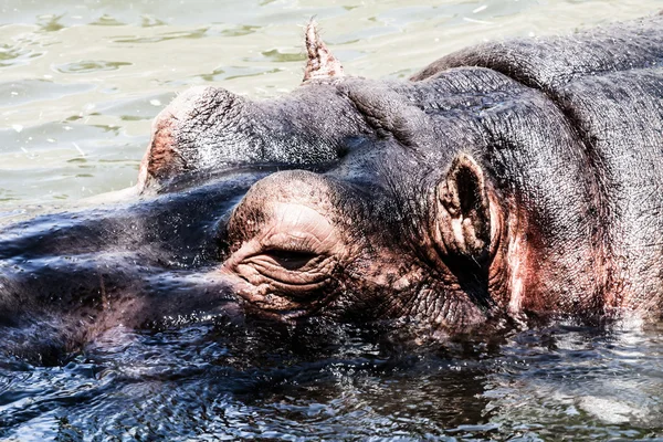 El hipopótamo (Hippopotamus amphibius ), —  Fotos de Stock