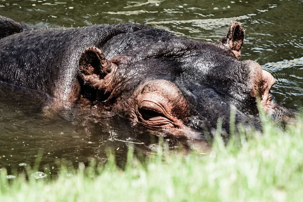 The hippopotamus (Hippopotamus amphibius), — Stock Photo, Image