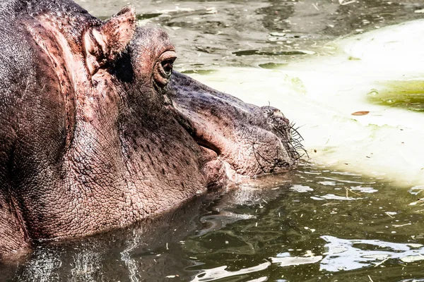 Het nijlpaard (hippopotamus amfibus)), — Stockfoto