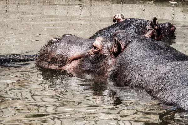 El hipopótamo (Hippopotamus amphibius ), — Foto de Stock